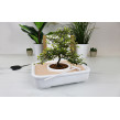 Odlingskit The Art of Bonsai
